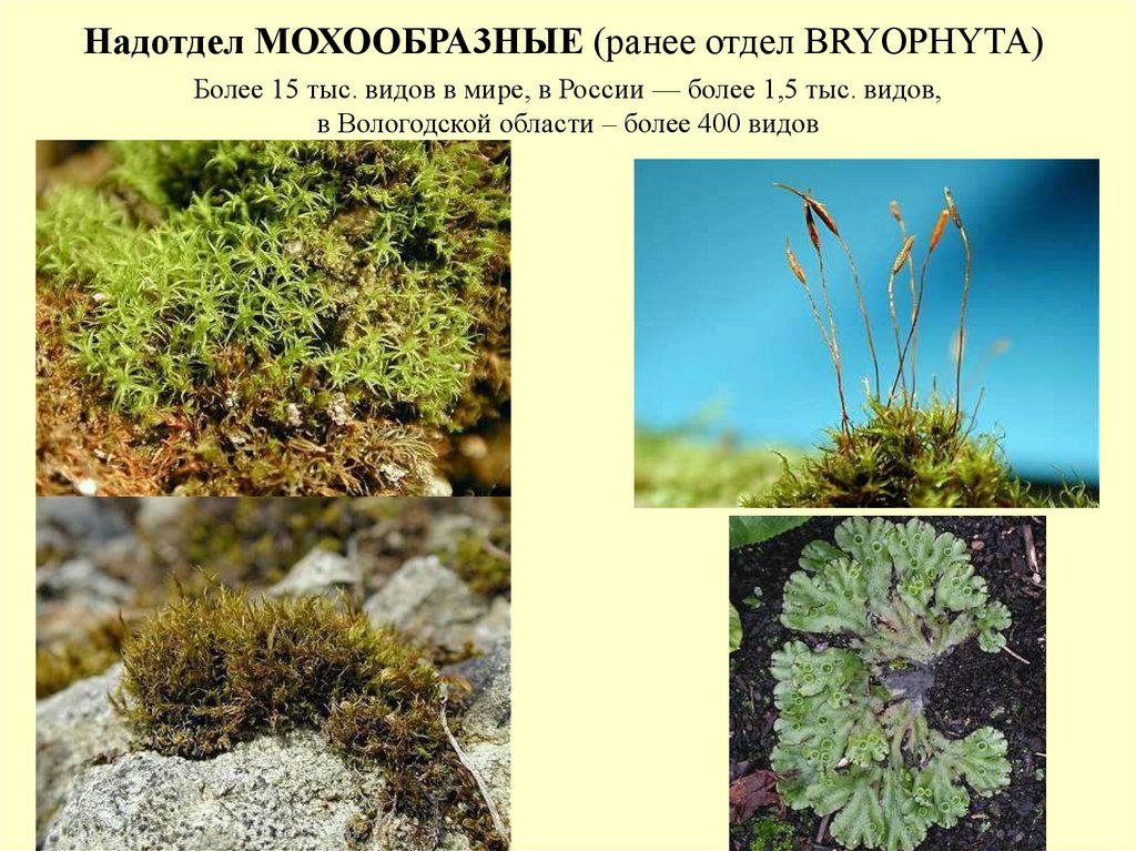 Отдел мохообразные. Надотдел мохообразные. Систематика мохообразных. Мохообразные высшие или низшие.