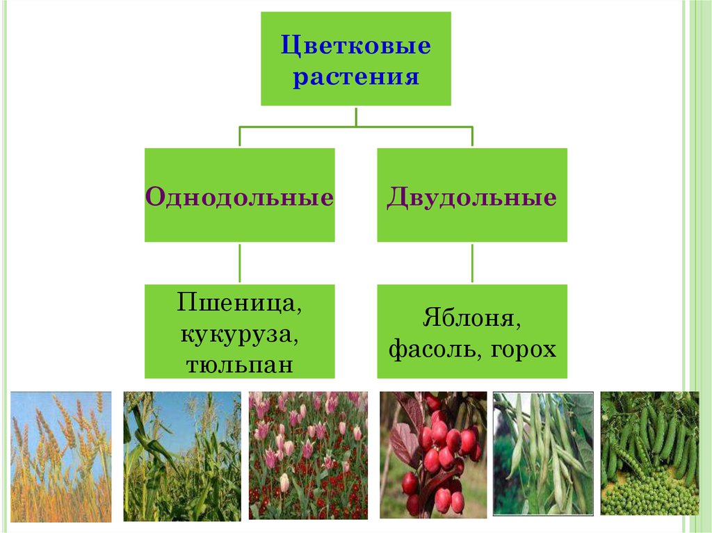 Пшеница это однодольное или двудольное. Разнообразие покрытосеменных растений. Классификация однодольных растений. Покрытосеменные растения Однодольные и двудольные. Покрытосеменные кустарники.