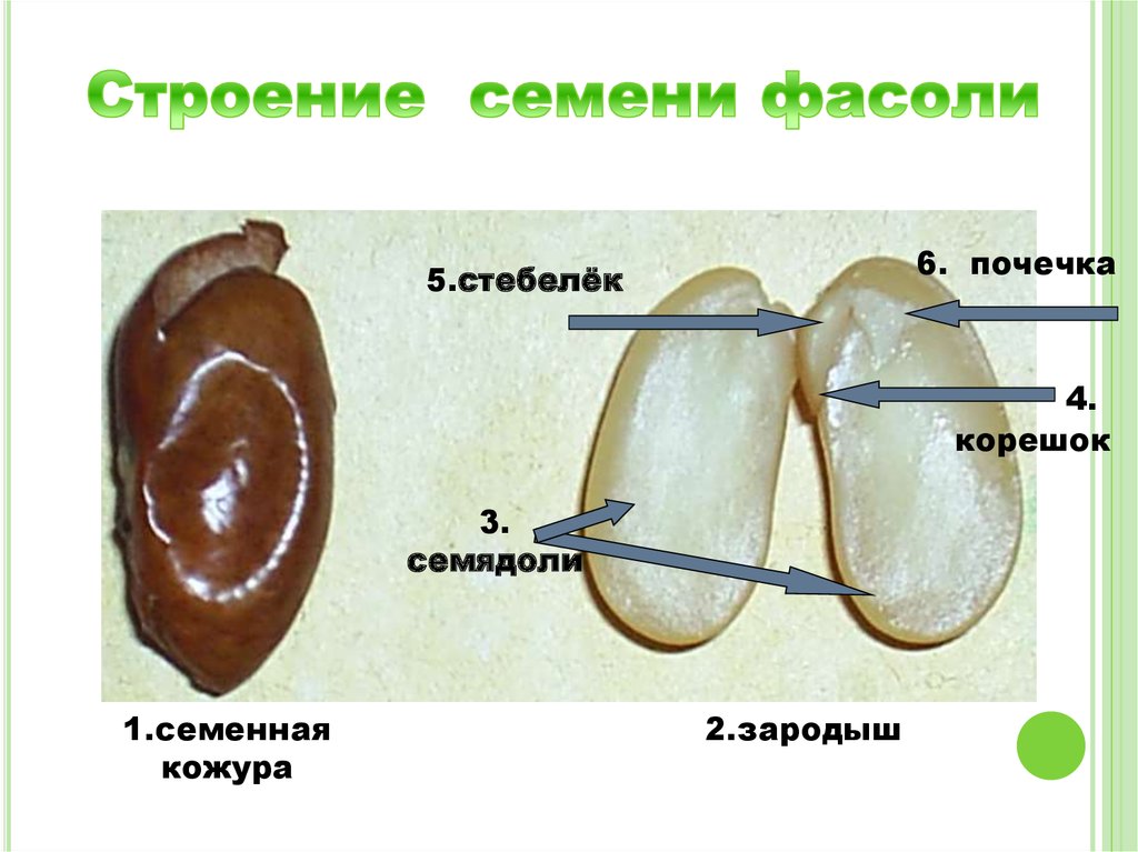 Семя состоит из семенной. Почечка семенная семенная кожура семядоли стебелёк. Семенную кожуру, зародышевый корешок, зародышевую почечку.. Строение зародыша семени фасоли. Строение семени.