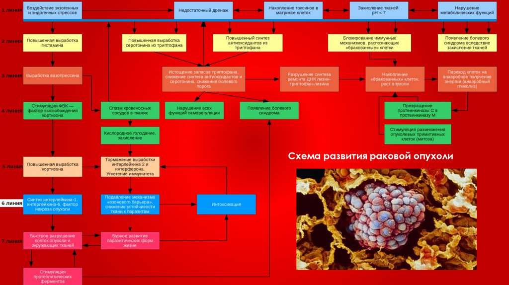 Развитие онкологического заболевания. Перечисленных тканей или органов может развиться карцинома. Из какой ткани развивается рак: тест.