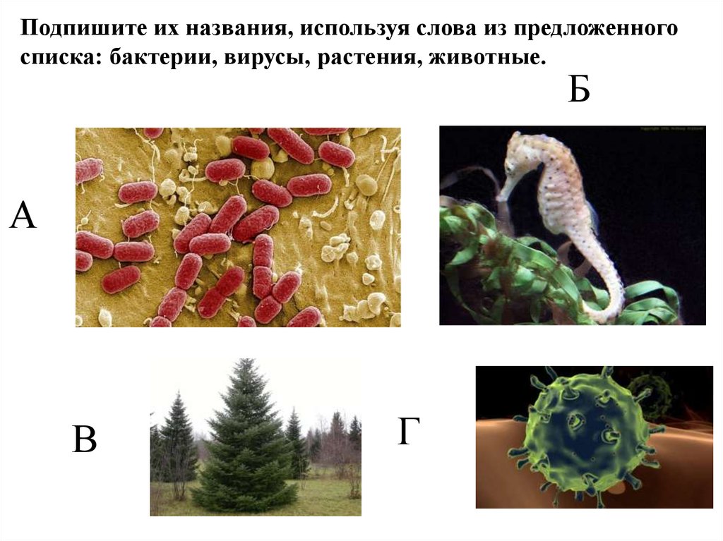 Из предложенного списка растений. Подпишите их названия используя слова из предложенного списка. Подпиши названия вирусы растения и животные. Подпишите названия бактерии, вирусы, растения,животные. Из предложенного списка растения бактерии животные.