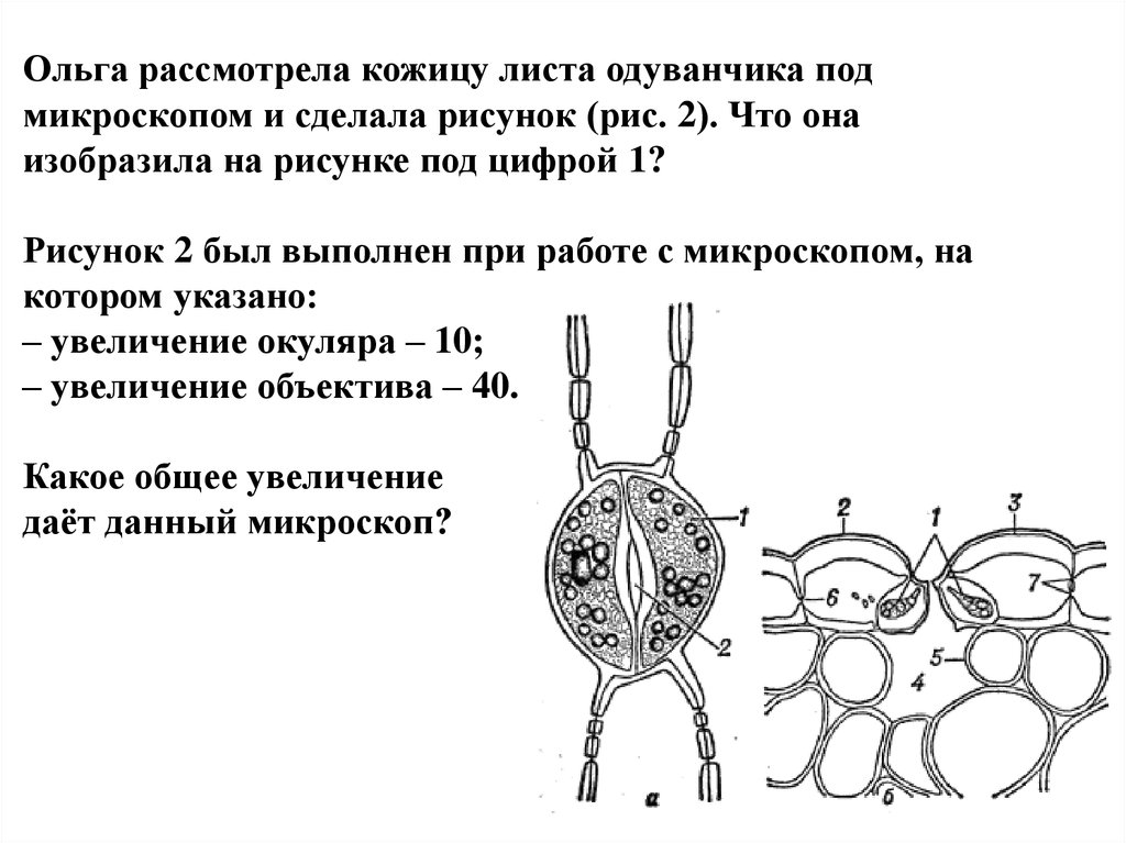 На рисунке изображено под цифрой 4. Корень одуванчика под микроскопом. Препарат корня одуванчика под микроскопом. Клетка корня одуванчика под микроскопом. Строение корня одуванчика под микроскопом.