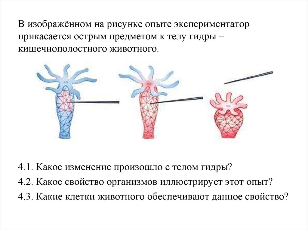 Регенерация у гидры происходит за счет клеток