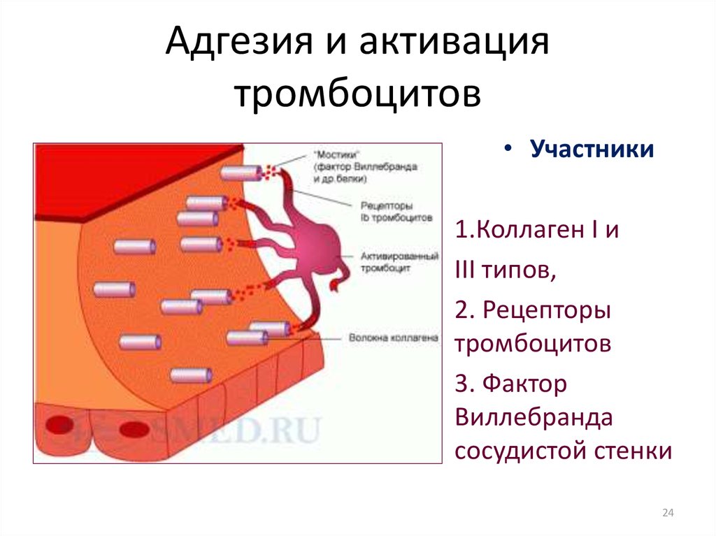 Адгезия это