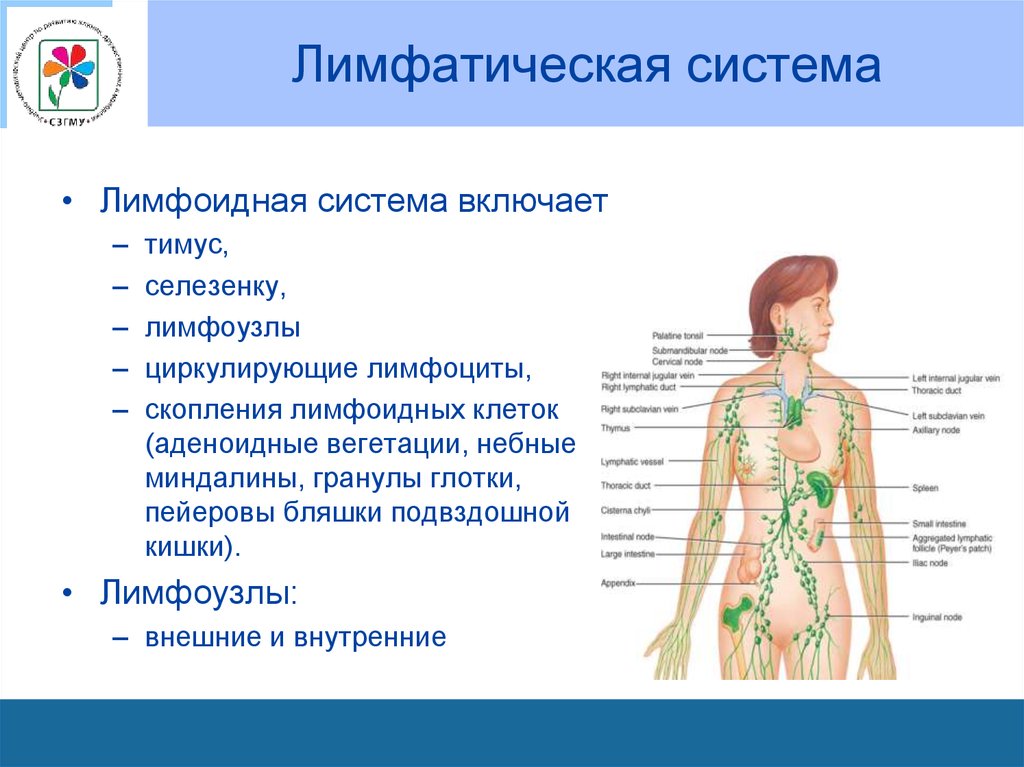Лимфоузлы на теле женщины схема. Лимфатическая система лимфоузлы. Схема строения лимфоидной системы человека. Лимфатическая система у детей. Схема образования лимфатической системы.