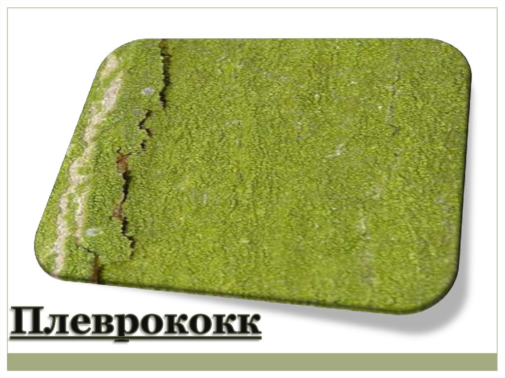 Плеврококк