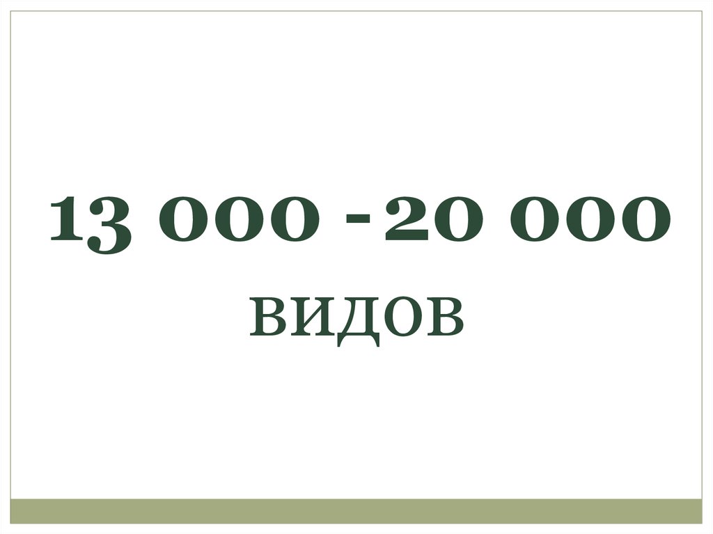 13 000 - 20 000 видов