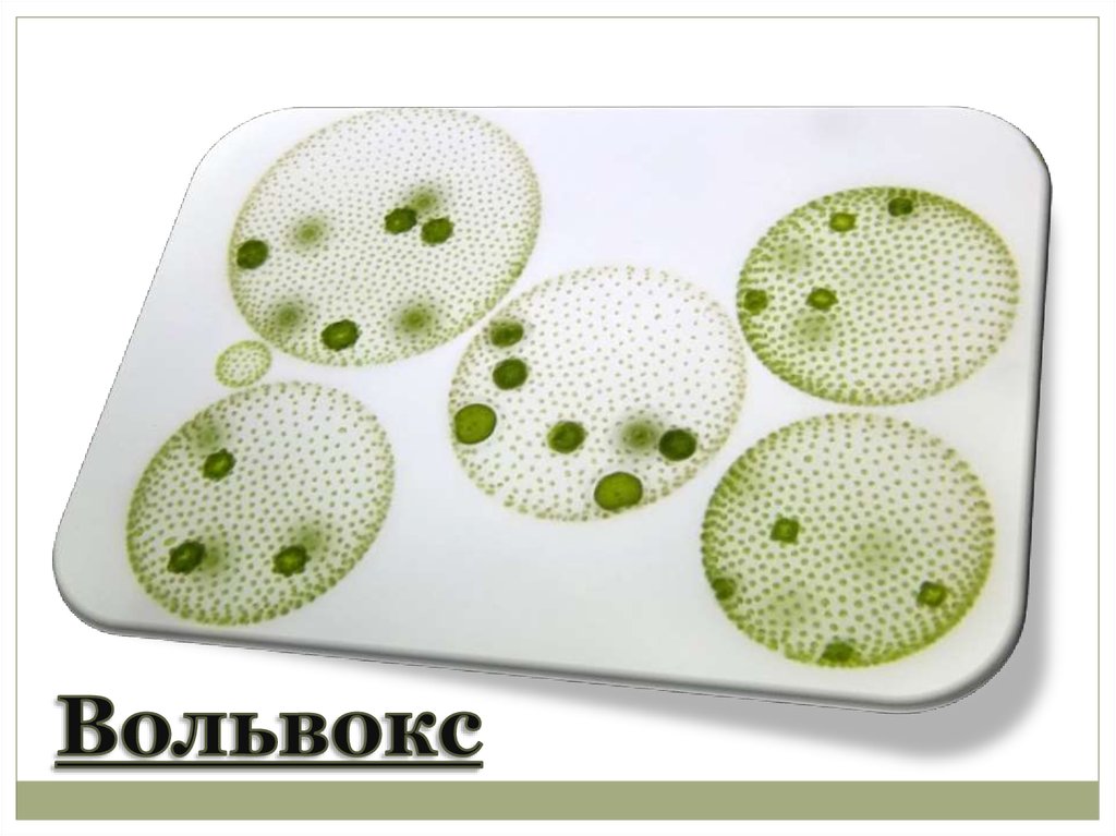 Вольвокс