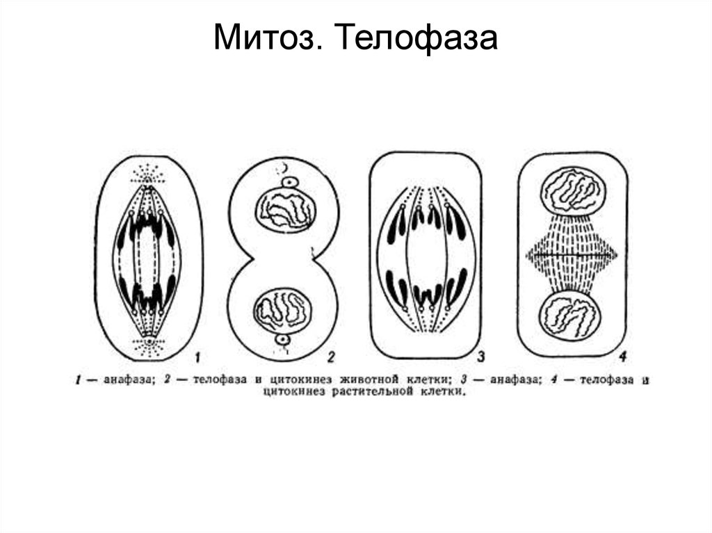 Способна к митозу. Телофаза растительной клетки митоз. Телофаза клетки. Телофаза растительной клетки. Телофаза митоза у животных и растений.