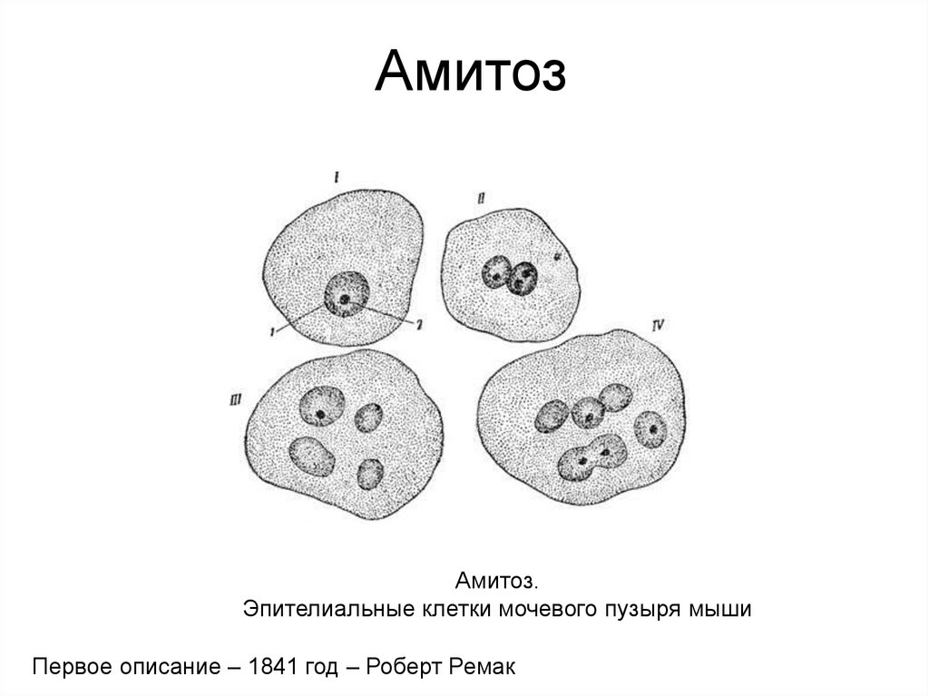 Деление центральной клетки. Амитоз в клетках мочевого пузыря мыши. Амитоз эпителия мочевого пузыря. Амитоз в клетках эпителия мочевого пузыря. Деление клетки амитоз схема.