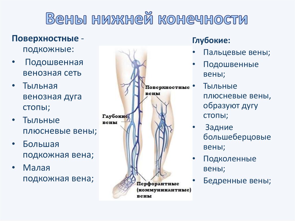 Особенность строения вены по сравнению с артерией. Поверхностная Вена нижней конечности. Вена нижней конечности анатомия. Поверхностные (подкожные) вены нижней конечности:. Венозная система нижних конечностей топография подкожных.