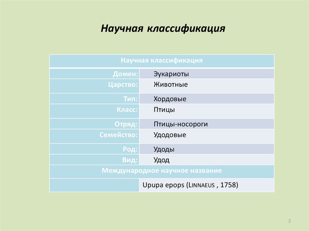 Научная классификация. Як научная классификация. Домен в систематике. Научная классификация конкурсов.