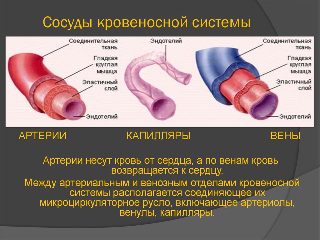 Презентация сердце и кровеносные сосуды