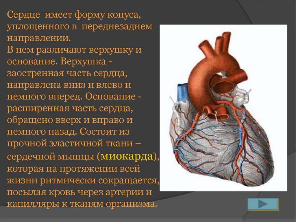 Сердечно сосудистая система кратко презентация