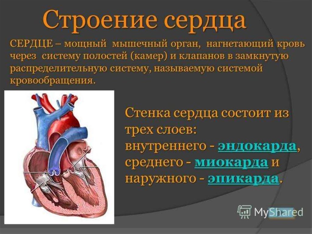 Сосуда сердечная система. Сердечно-сосудистая система состоит из сердца. Сердечно сосудистая система анатомия презентация. Строение сердца таблица. Сердечно сосудистая система строение сердца.