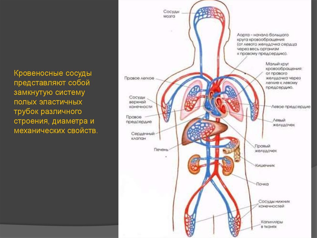 Сердечно сосудистая система рисунки