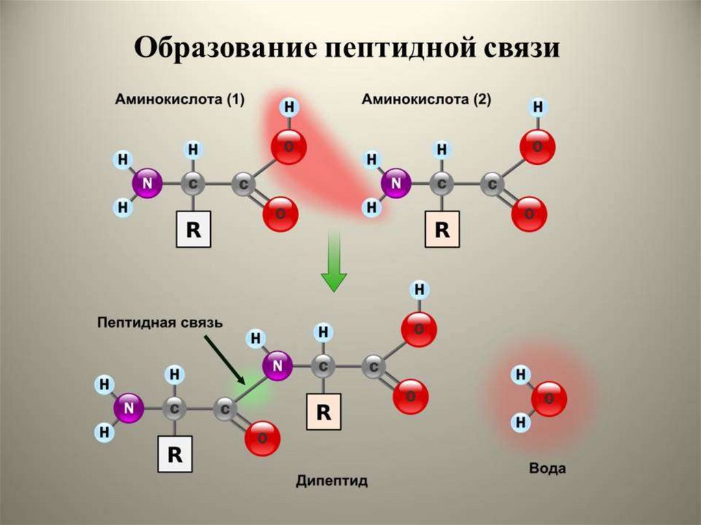 Биологическая химия