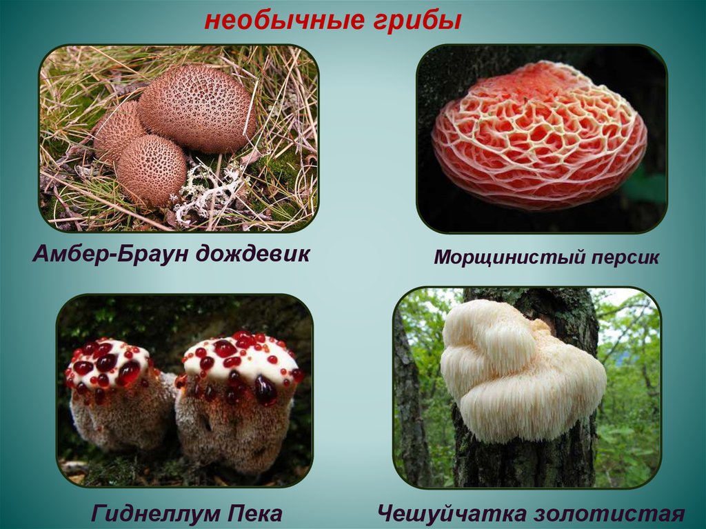 Презентации о грибах