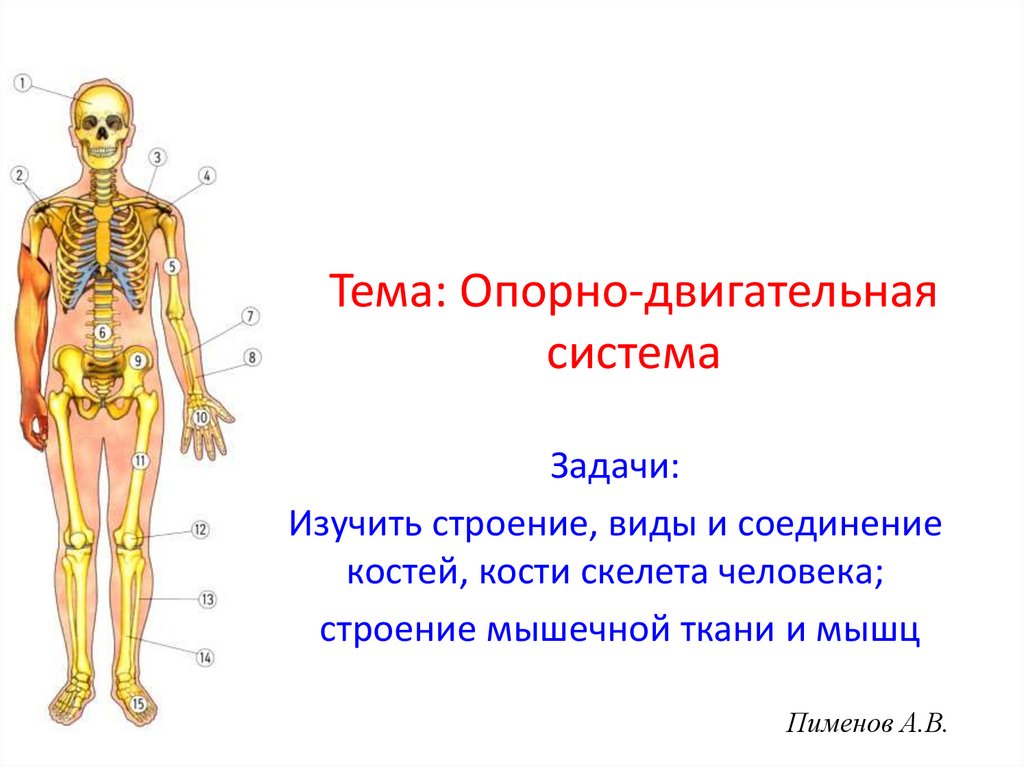 Анатомия и физиология опорно двигательного аппарата презентация