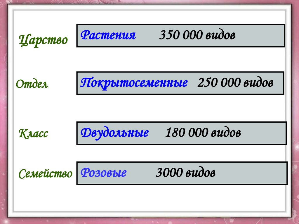 Определите и зар. Семейство розовые презентация. Распорядок царство отдел.