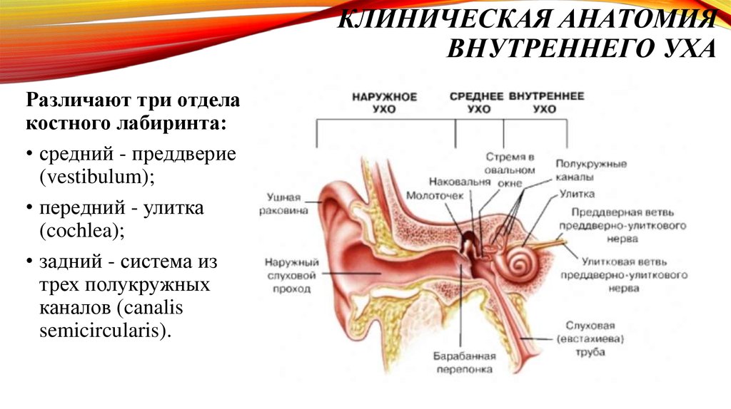Орган слуха состоит из наружного. Среднее ухо строение и функции анатомия. Орган слуха наружное ухо среднее ухо внутреннее ухо. Структуры наружного уха и их функции. Внутреннее строение органа слуха анатомия.