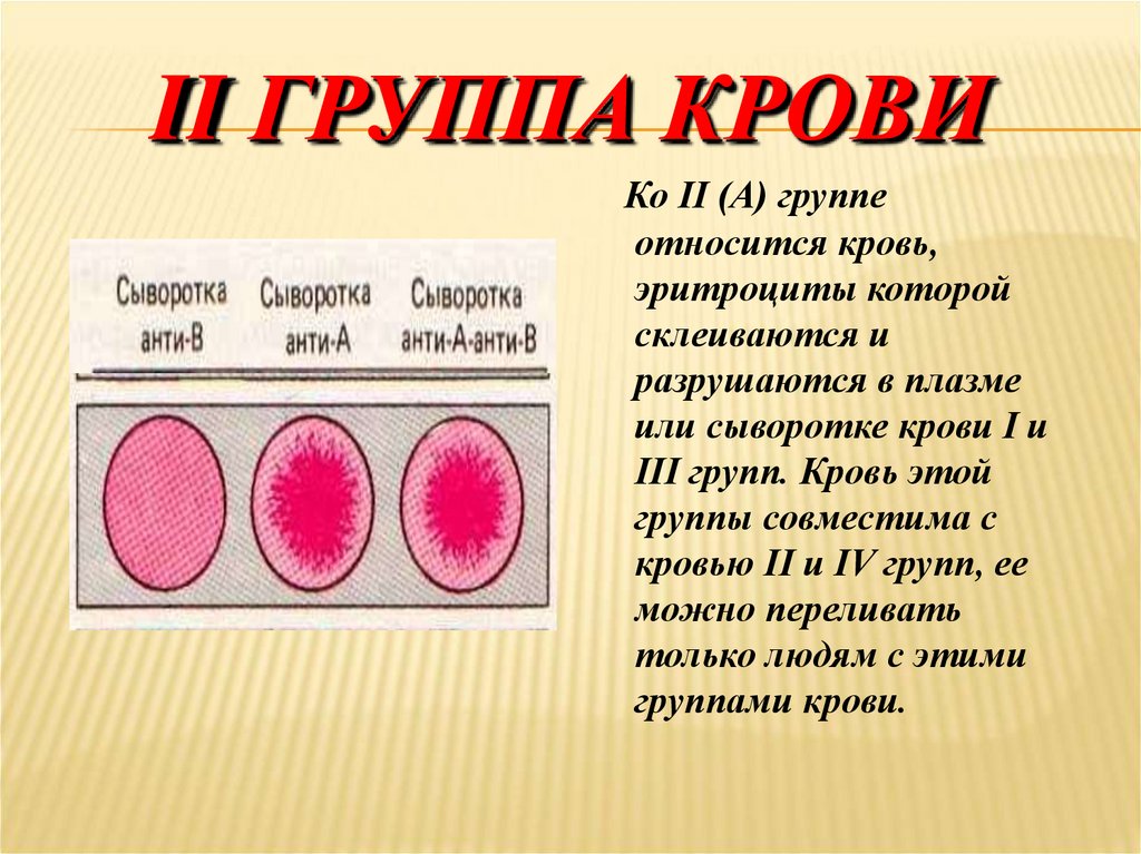 Группа крови презентация 8 класс