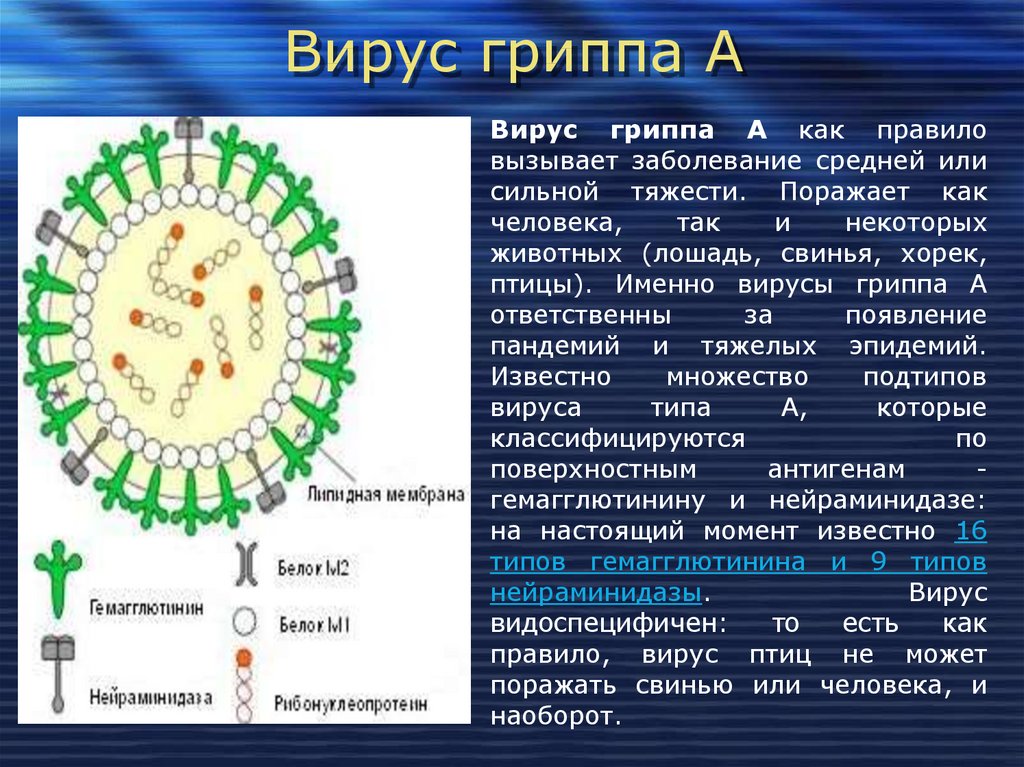 Заболевание грипп б. Структура вируса гриппа микробиология. Вирус гриппа строение биология. Вирус гриппа б. Краткая характеристика вирусов гриппа.