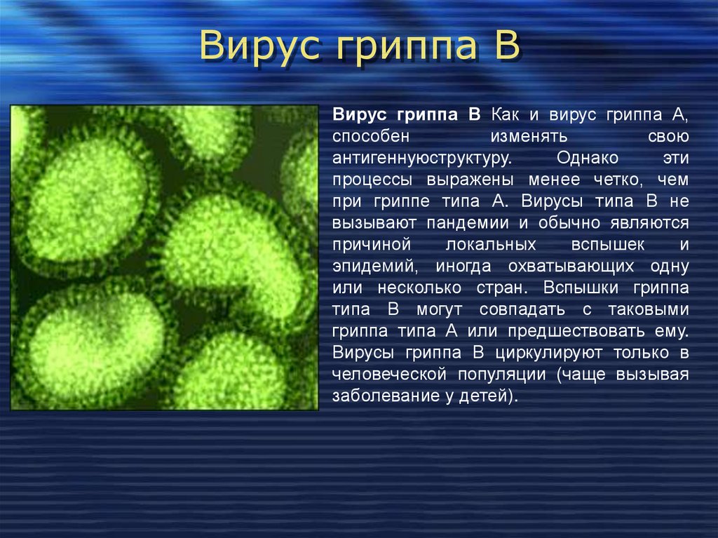 Биология 8 вирусы. Информация о вирусе гриппа. Вирус гриппа сообщение по биологии. Сообщение о вирусах. Вирус гриппа кратко.