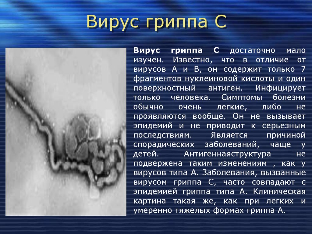 Презентация вирусы гриппа