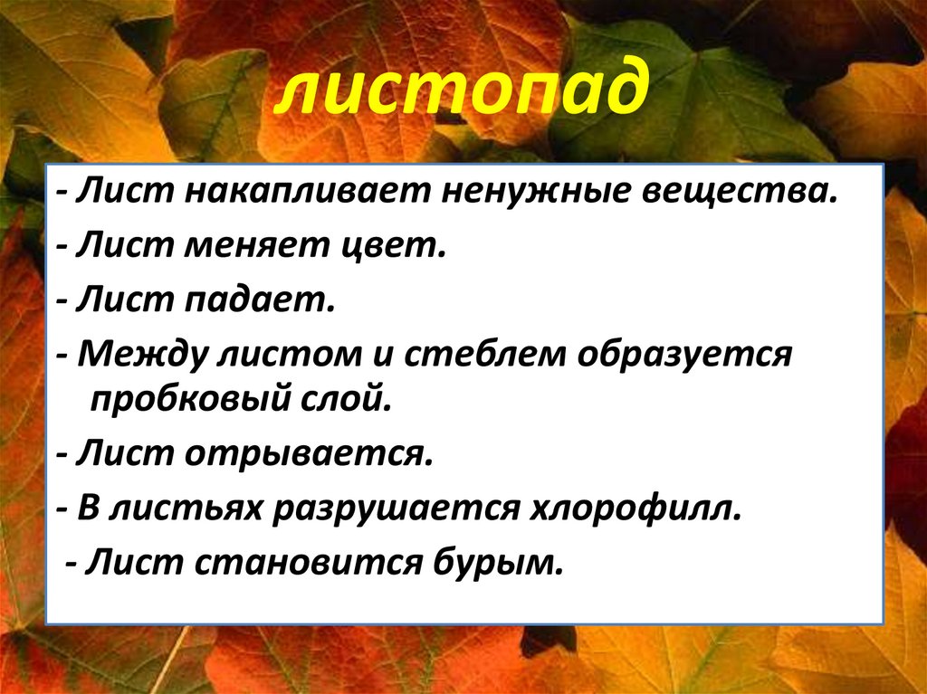 Выделение у растений и животных кратко. Выделение у растений. Листопад пробковый слой. Выделение у растений и животных.