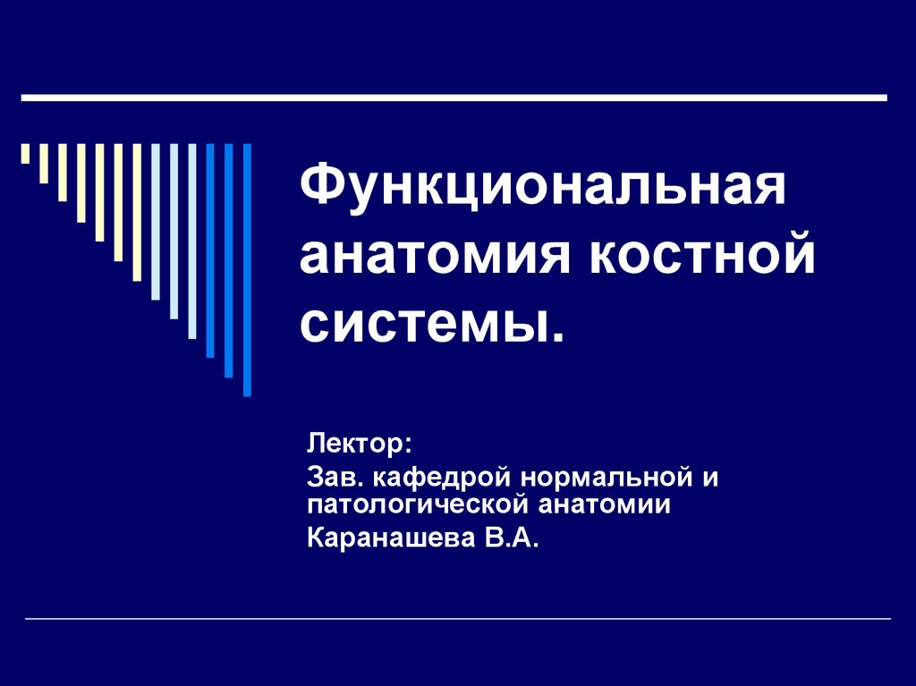 Функциональная анатомия костной системы. Функциональная анатомия изучает. Функциональная анатомия. Функциональная анатомия обучение.