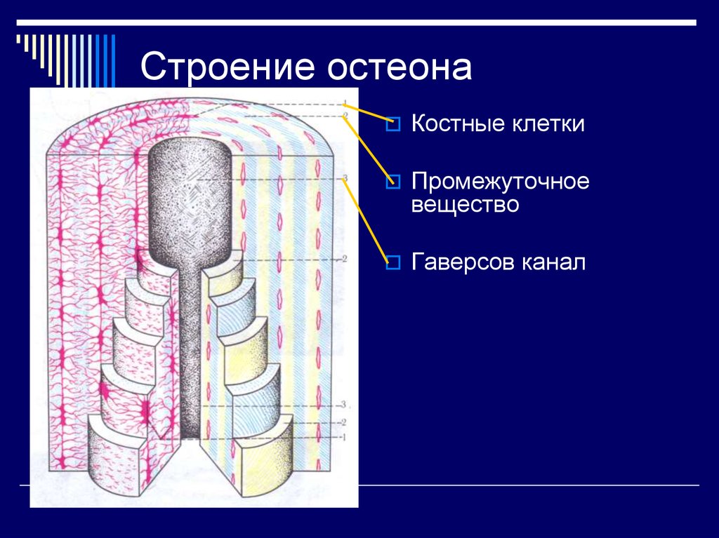 Остеон строение рисунок