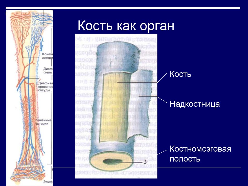 Кость как орган. Строение кости как органа. Кость как орган ее развитие. Кость как орган строение кости.