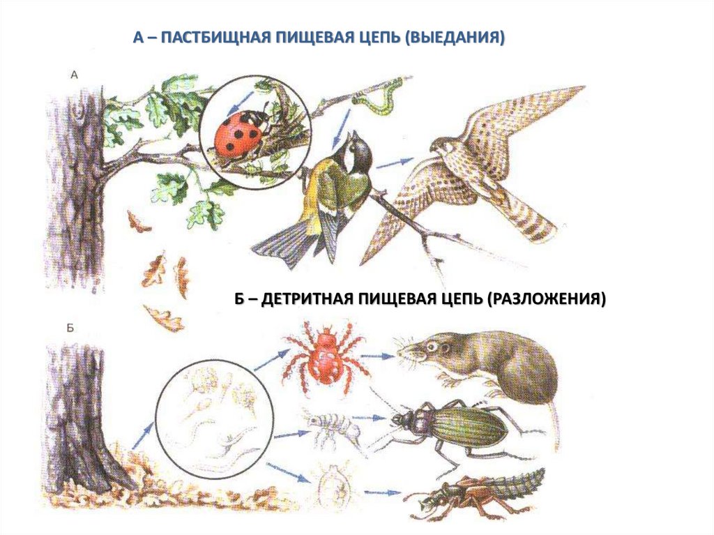 Дрозд цепь питания