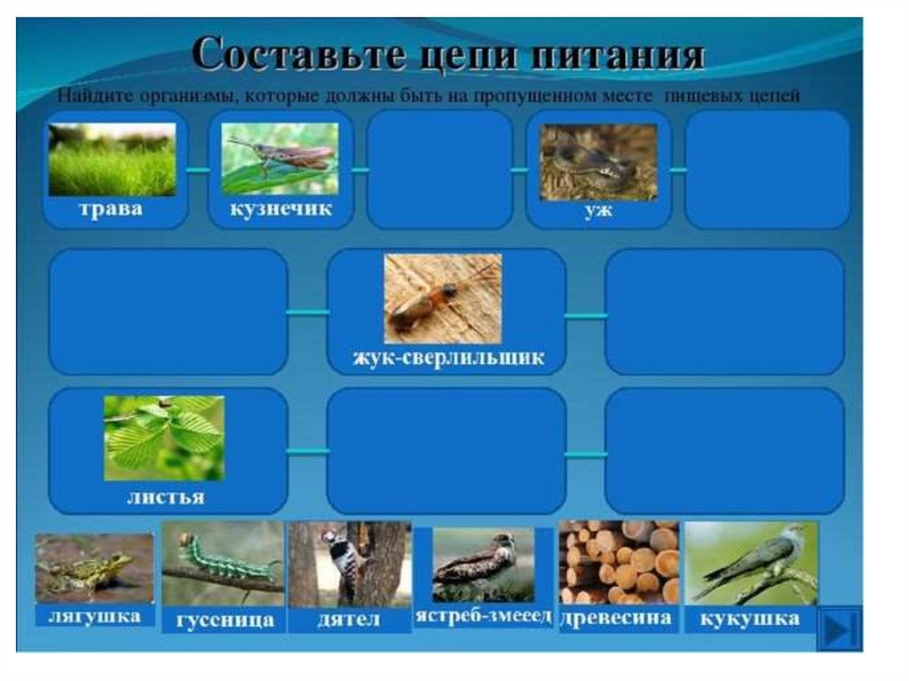 Нектар муха синица цепи. Цепи питания. Пищевая цепочка. Составь цепь питания. Составление пищевых цепочек.