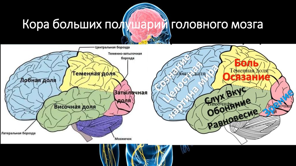 Перечислите функции больших полушарий. Зоны анализаторов в коре головного мозга. Основная функция первичных полей коры больших полушарий мозга это. Зоны чувствительности коры головного мозга. Зоны коры полушарий головного мозга.