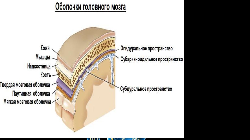 Головной мозг