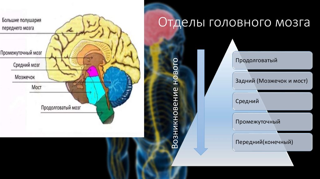 Задние отделы больших полушарий. Продолговатый задний средний промежуточный конечный мозг. Передний и задний мозг отделы. Отделы головного мозга передний средний задний. Передний мозг промежуточный мозг и большие полушария.