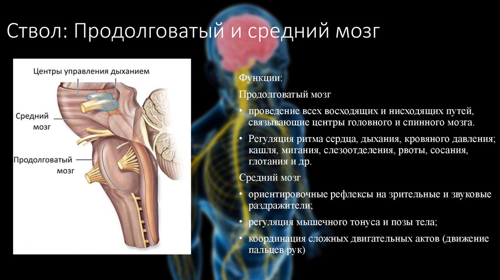 Продолговатый мозг анатомия. Продолговатый мозг строение и функции. Слёзоотделение функции продолговатого мозга. Функции продолговатого мозга – регуляция.