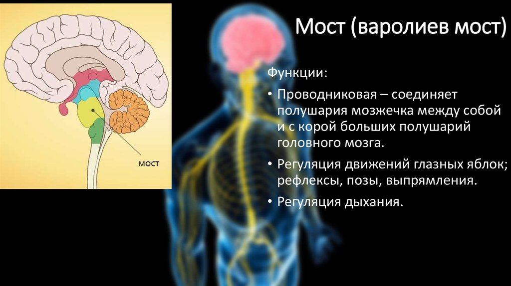 Мост мозга расположен. Головной мозг варолиев мост. Строение мозга варолиев мост. Функции варолиева моста анатомия. Функции варолиева моста в головном мозге.