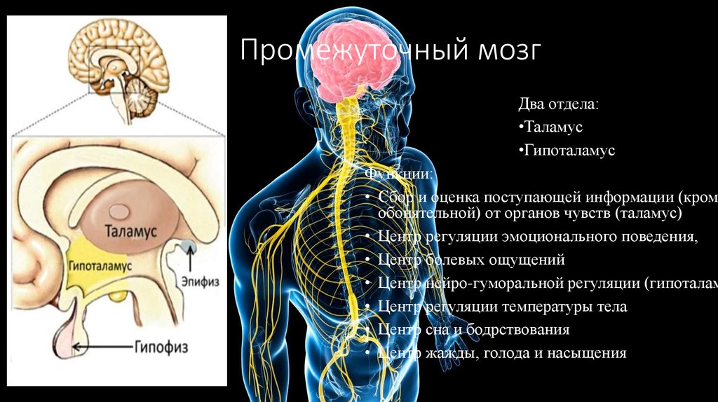 Промежуточный мозг
