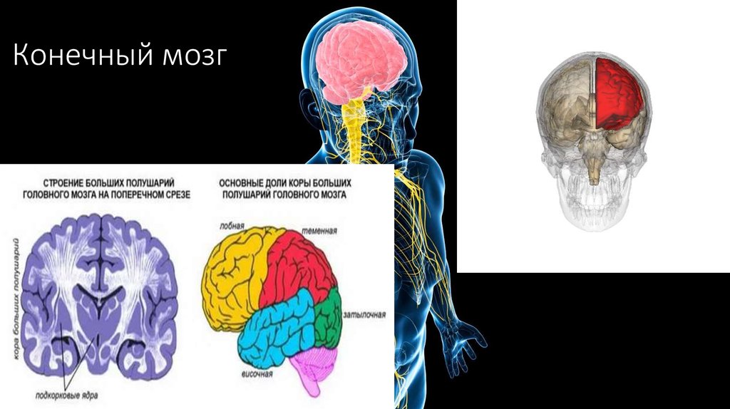 Конечный мозг фото
