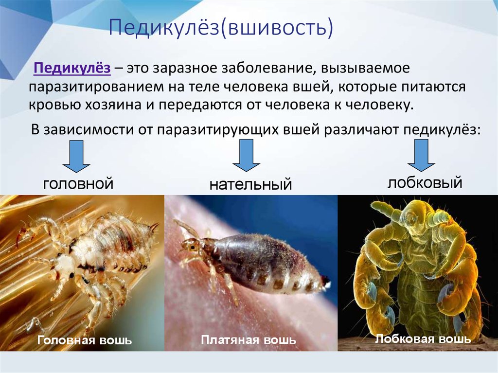 Эктопаразиты. Педикулез презентация. Патологии паразитирования вшей.