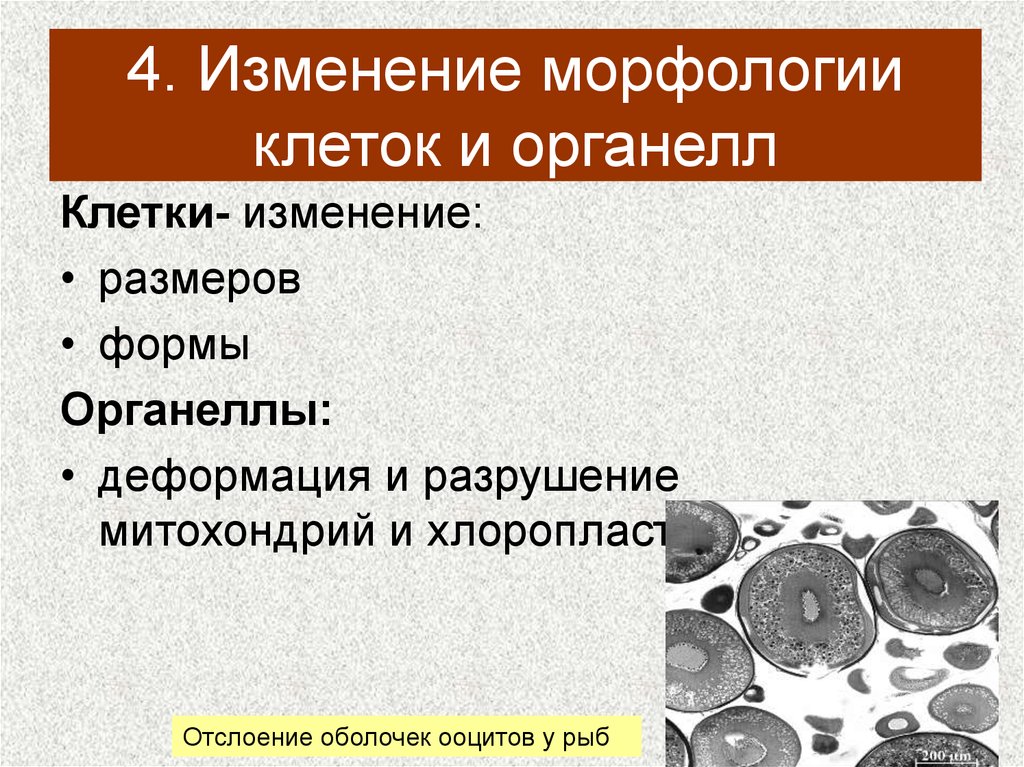 4 изменение. Изменение клетки. Морфология клетки. Измененные клетки. Изменение морфологии клеток.