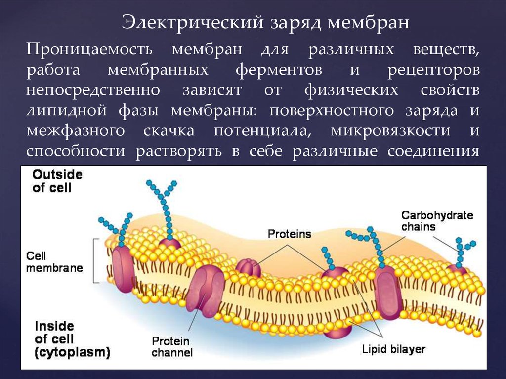 Проницаемость мембраны. Заряд мембраны клетки. Повышенная проницаемость клеточных мембран. Проницаемость плазматической мембраны. Проницаемость мембраны клетки.