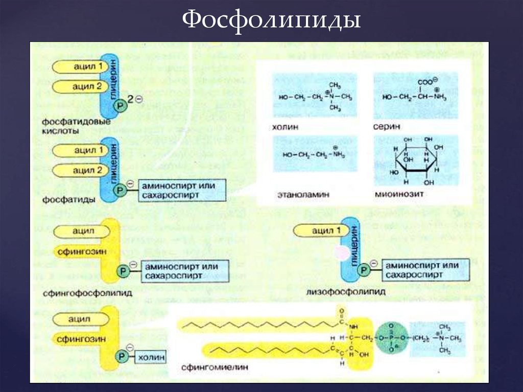 Поверхностный потенциал. Мембранное равновесие Доннана. Мембранная равновесная Доннана. Модель Доннана. Лизофосфолипид.