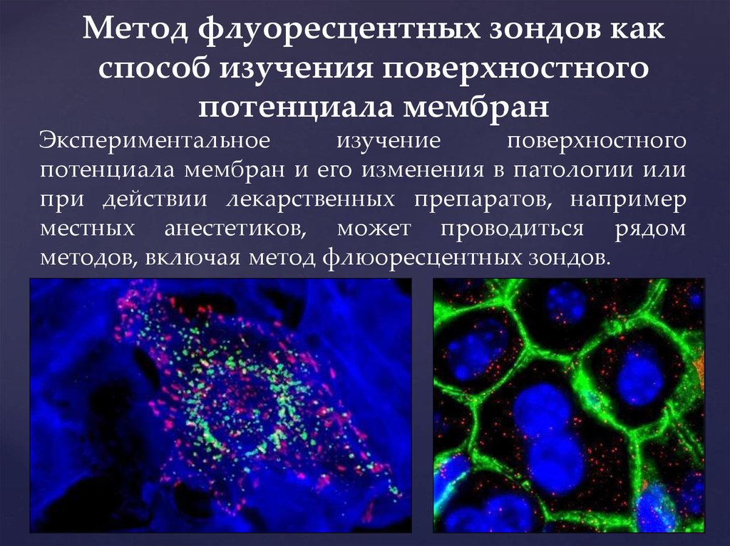 Называют обладают флюоресцируют. Метод флуоресцентных зондов. Флуоресцентная микроскопия метод исследования. Флуоресцентные методы исследования. Люминесцентная (флуоресцентная) микроскопия.