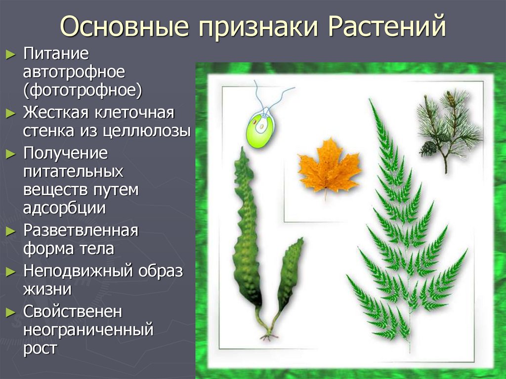 5 основных признаков растений