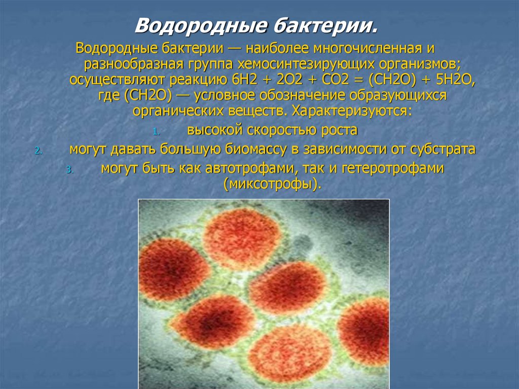 Хемосинтезирующие бактерии характеризуются. Водородные бактерии хемосинтетики. Археи хемосинтетики. Водород бактерии. Хемосинтезирующие микроорганизмы.