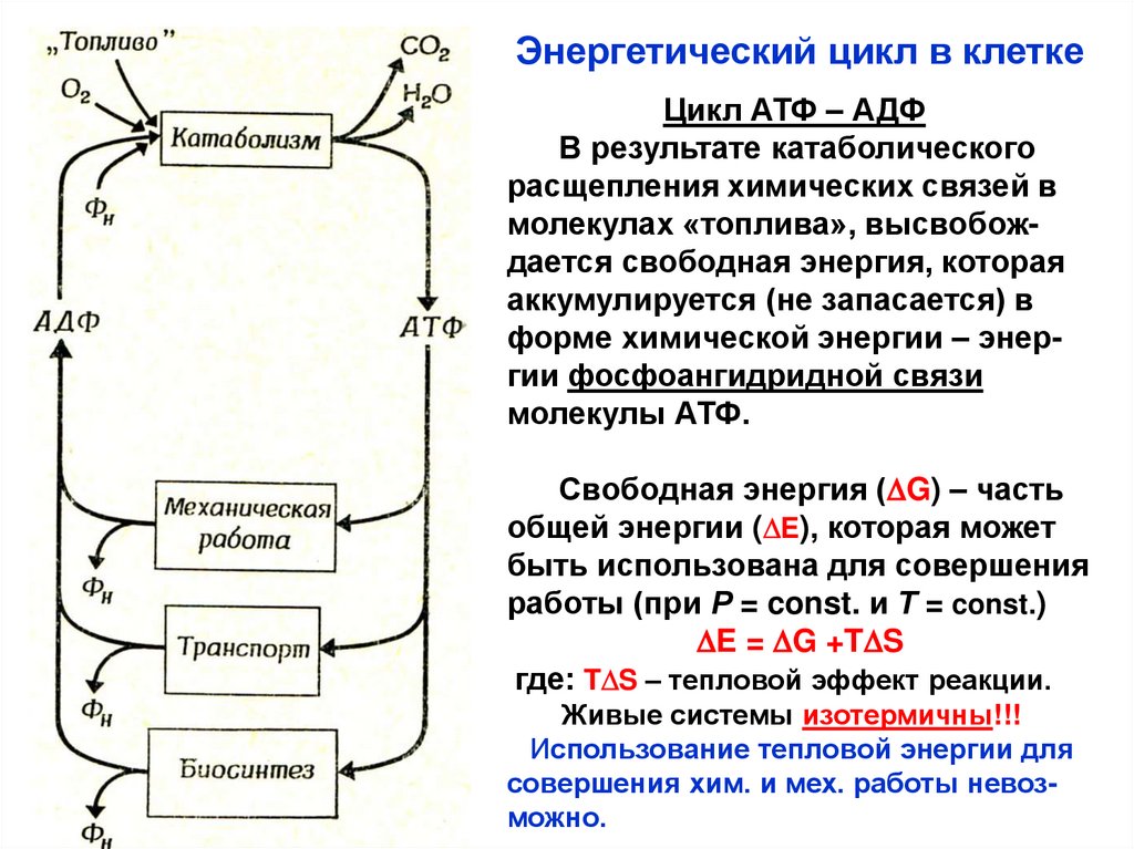 Атф расщепляется. Цикл АДФ АТФ биохимия кратко. 2. Макроэргические соединения. Цикл АДФ - АТФ. Охарактеризуйте цикл АДФ-АТФ.